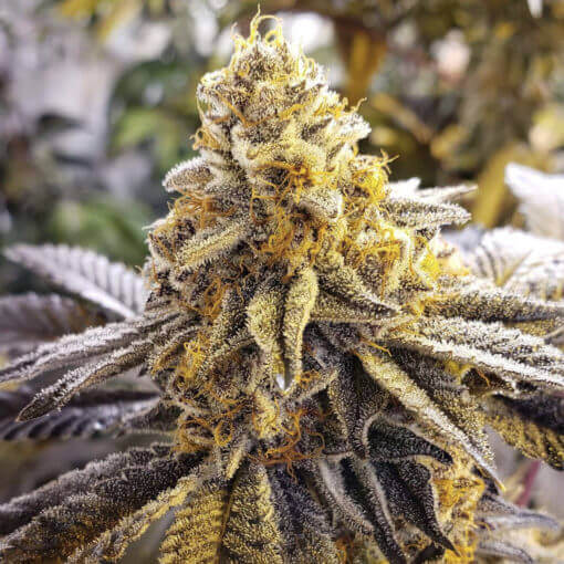 An image of Powder Cakes F2
