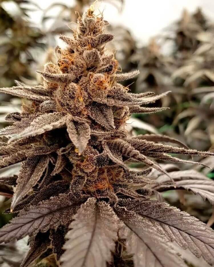 An image of Unicorn Sherbert