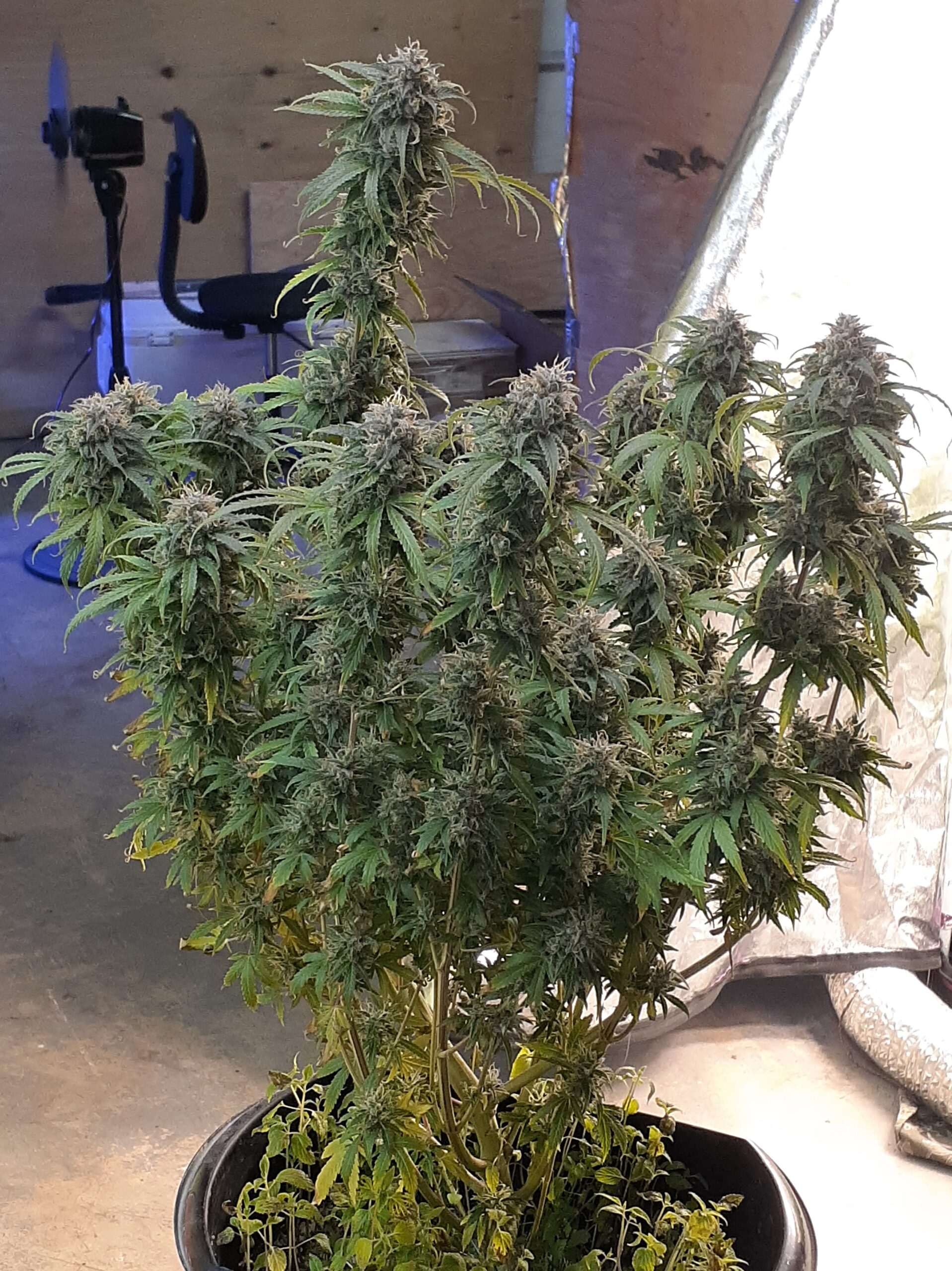 An image of Auto Pineapple Zombie