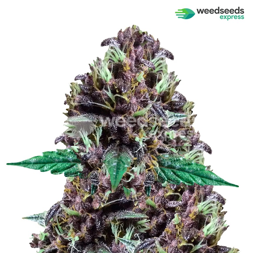 An image of CBD Purple Kush Auto