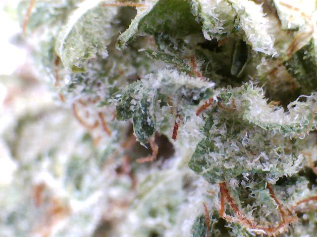 An image of Chem Daze