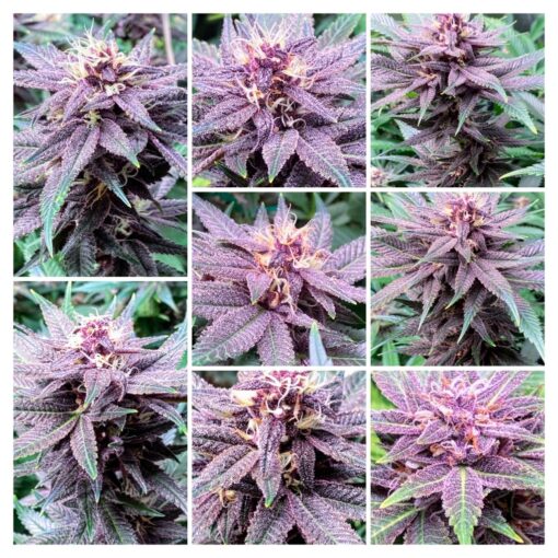 An image of Dat Purple Shit
