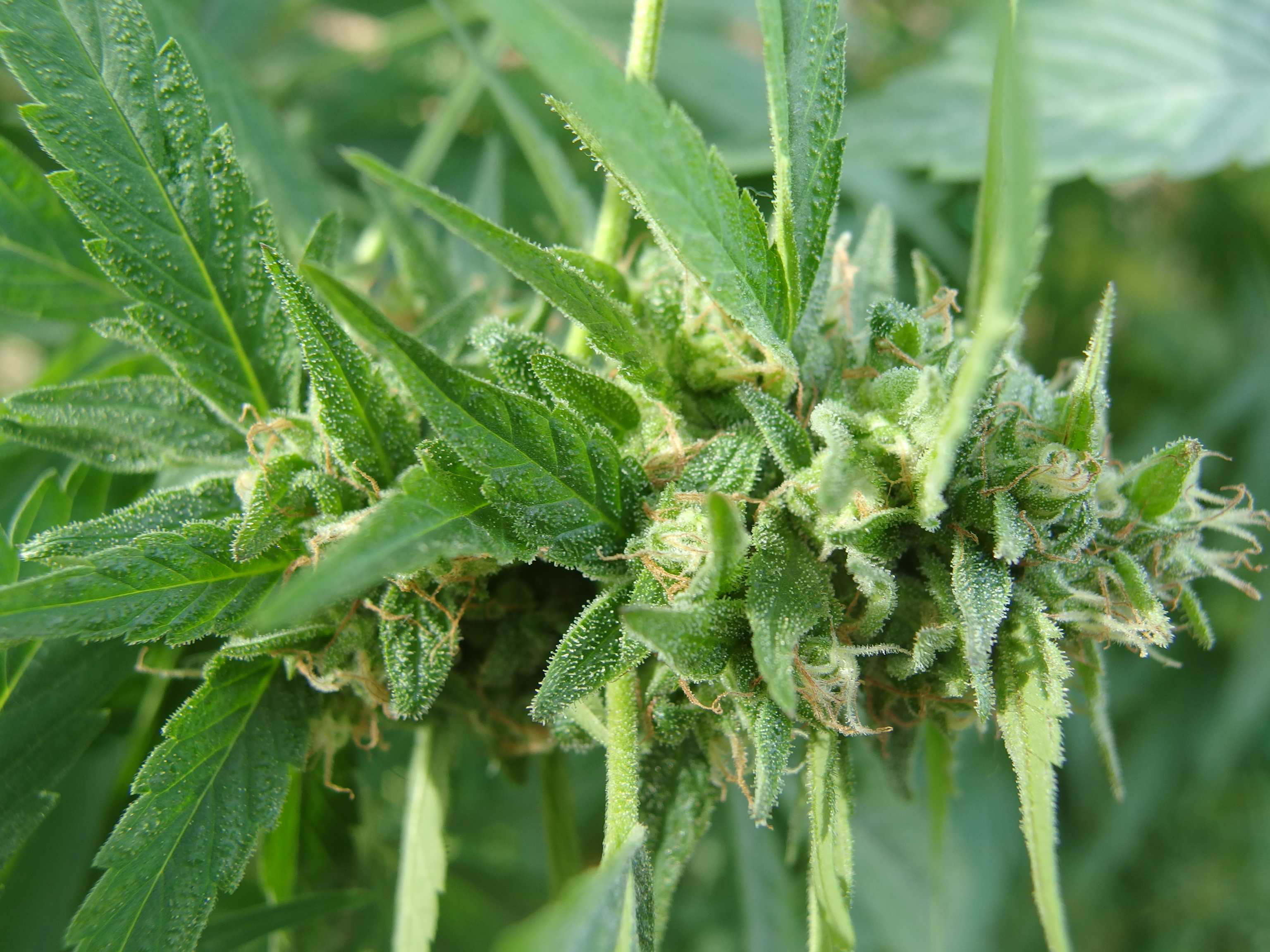 An image of Early Wonder Skunk