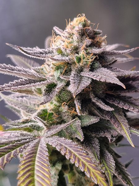 An image of Godfather OG