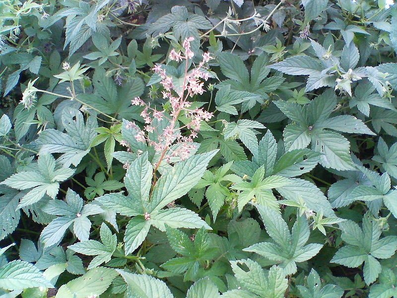 An image of Humulus Japonicus