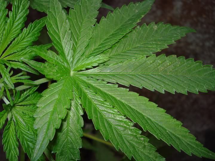 An image of Jamaica/Panama