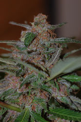 An image of Krowberry