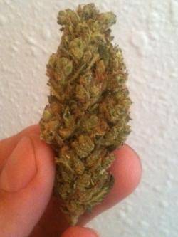 An image of LA Diesel