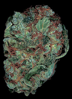 An image of Matanuska Thunderfuck