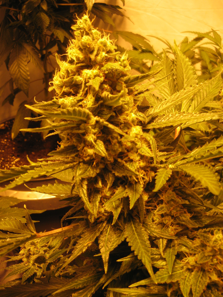 An image of Obama Kush