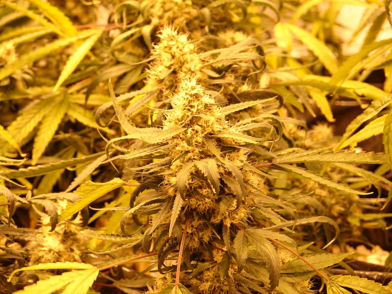 An image of Orange Dream