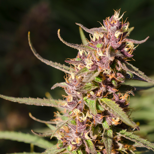 An image of Purple Corinto