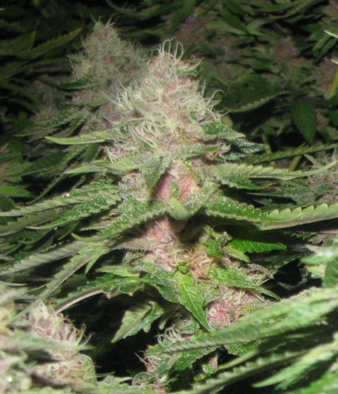 An image of Purple Gangster