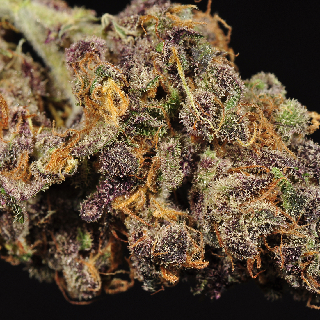 An image of Purple Pucker