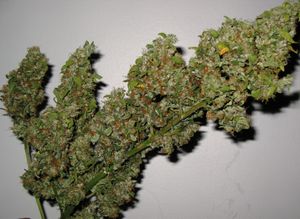 An image of Sour Slut