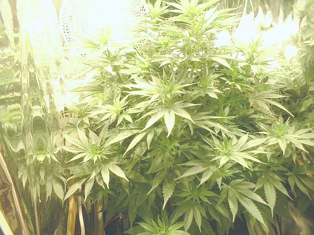 An image of Stella Blue