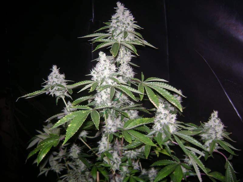 An image of SunSour