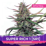 An image of Super Rich 1