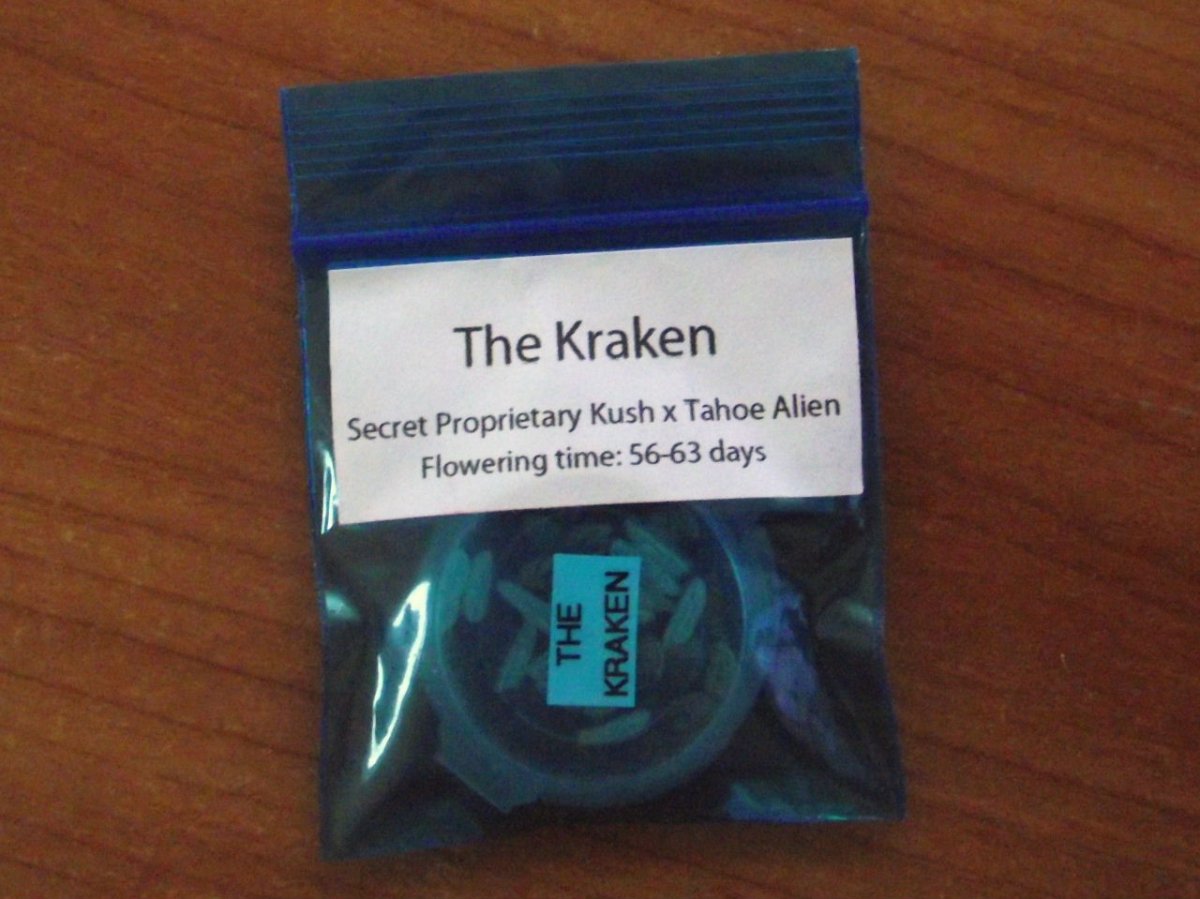An image of The Kraken