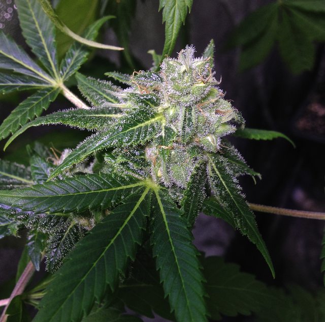 An image of Xmas Bud 1979