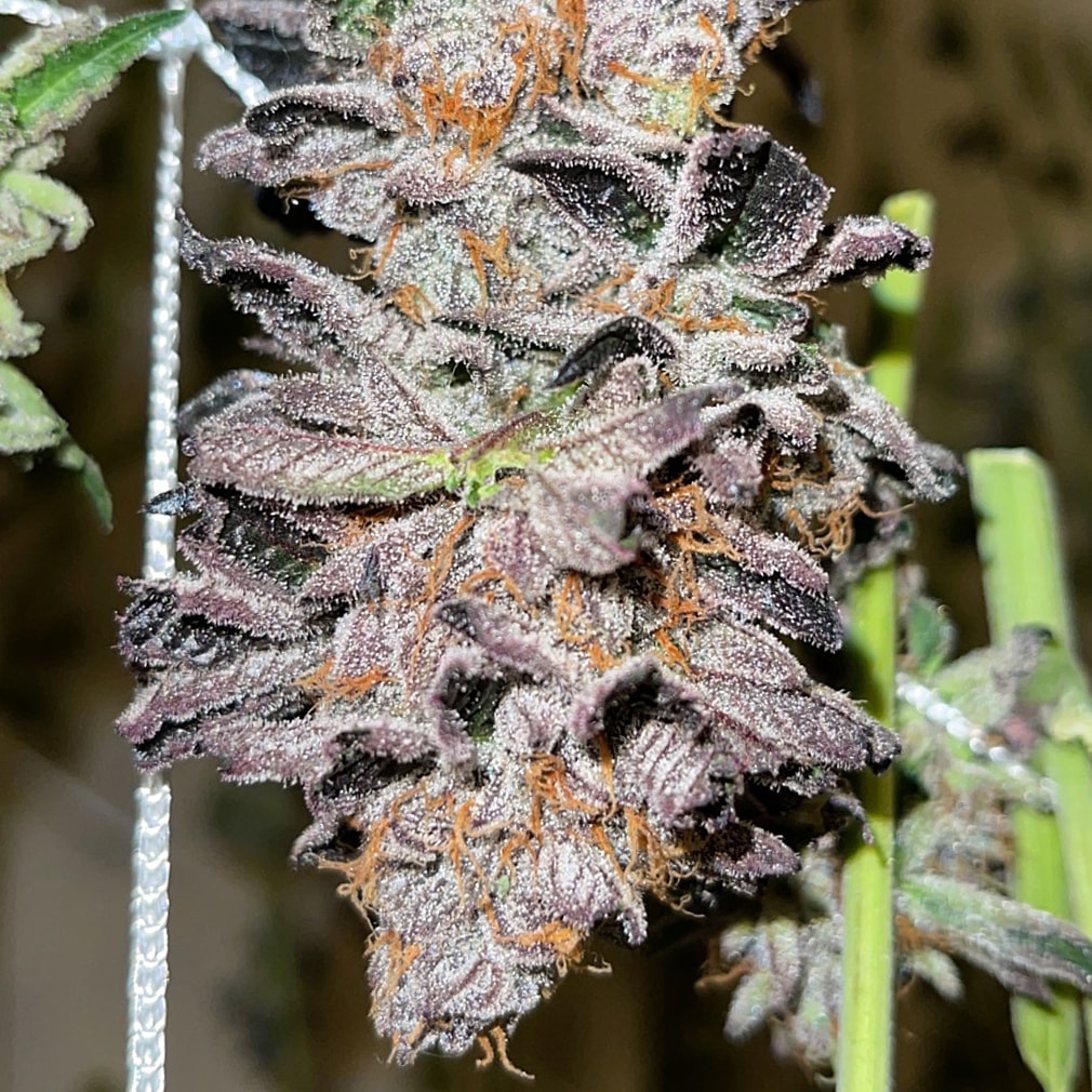 An image of Frosted Mints