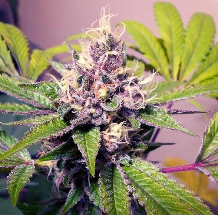 An image of Grape Velvet