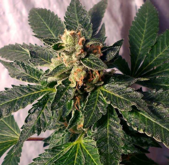 An image of Katsu Bubba Bx1