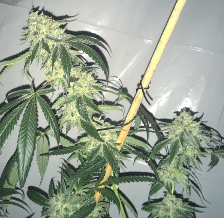 An image of UTHC OG