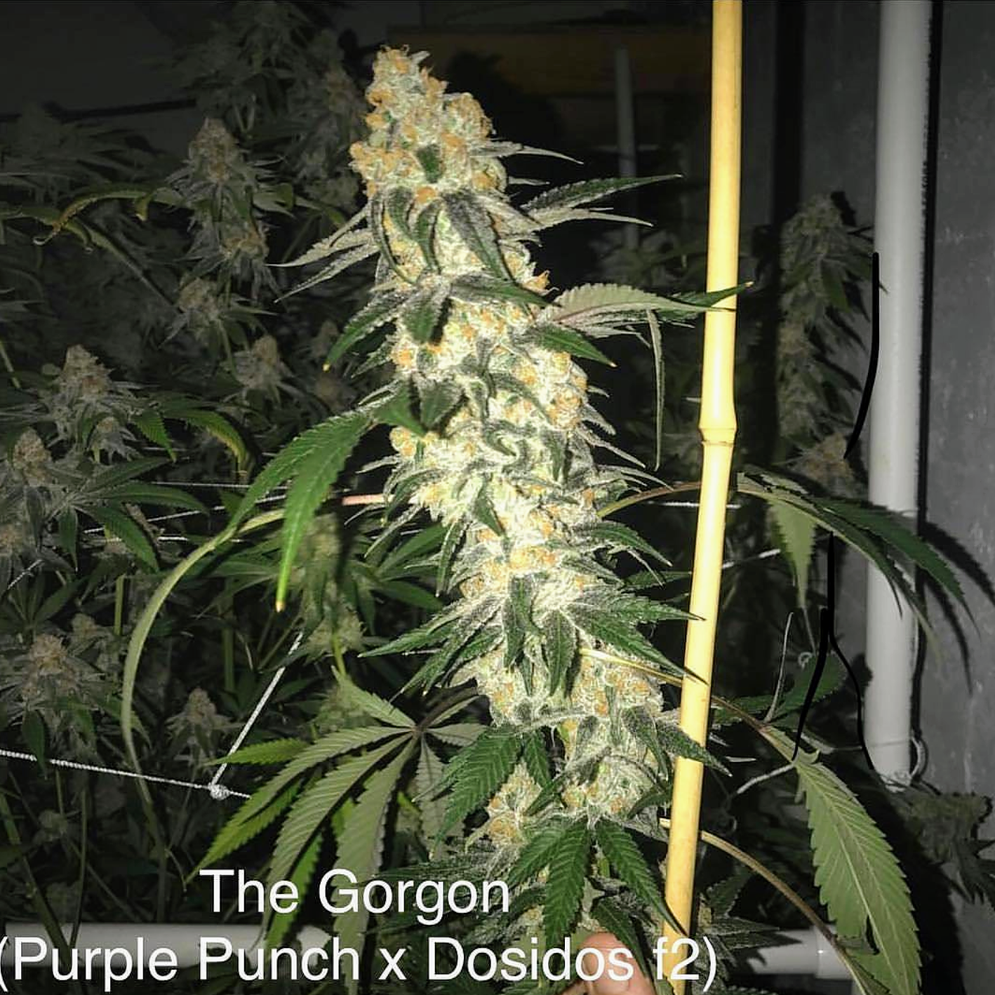 An image of The Gorgon
