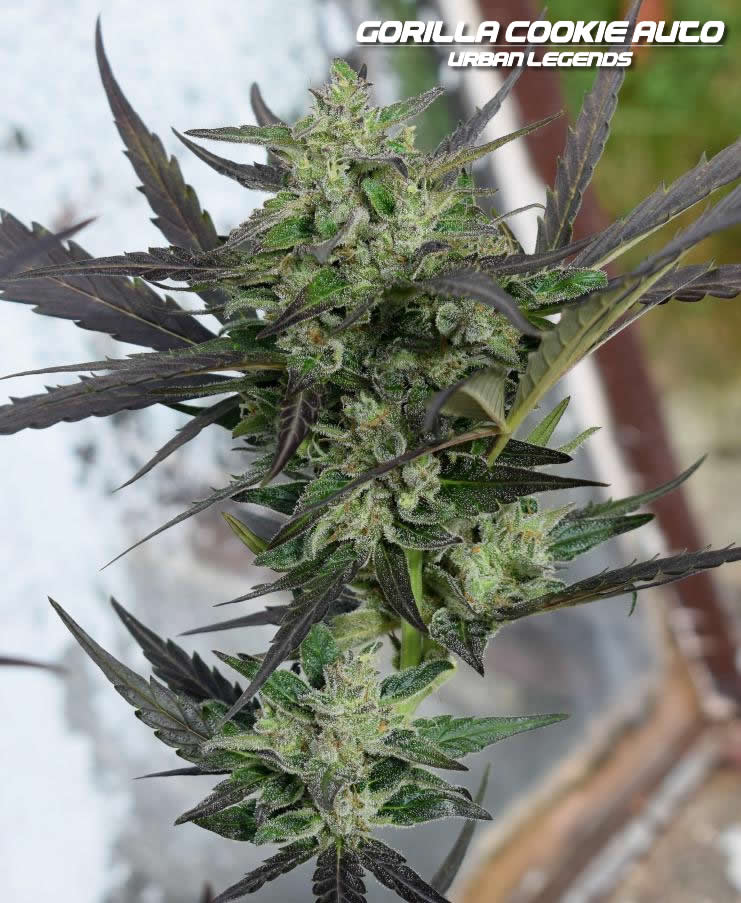 An image of Gorilla Cookie Auto