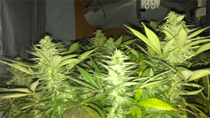 An image of China White