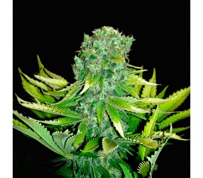 An image of Auto Love Cheese
