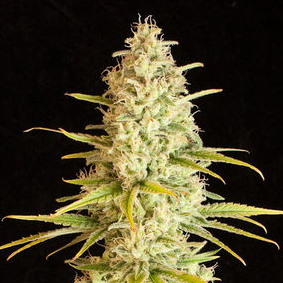 An image of Critical VIP