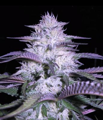 An image of Currant Kush