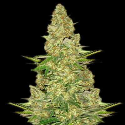An image of Power VIP