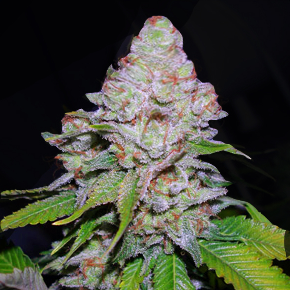An image of White Berry
