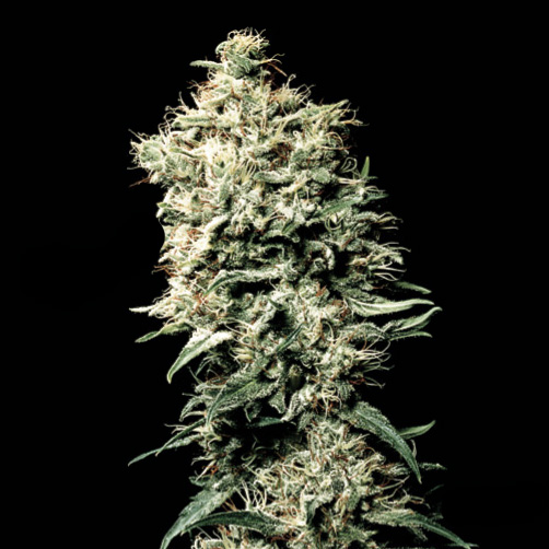 An image of White Spanish