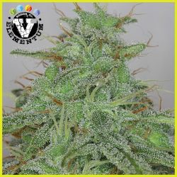 An image of Candy Fruit Auto