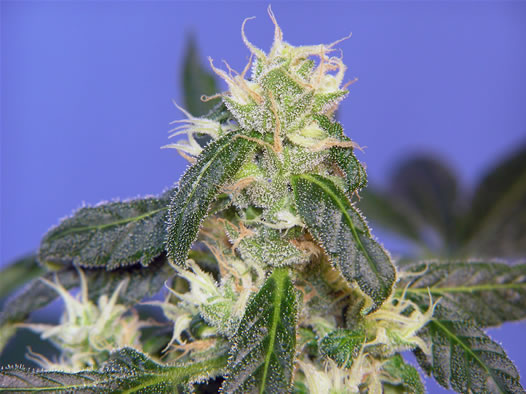 An image of B-Bud