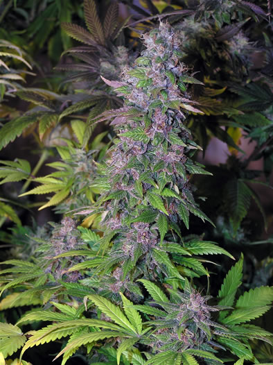 An image of Blackberry