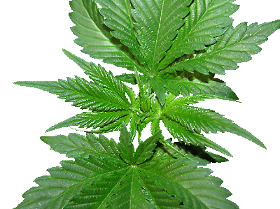 An image of Bush Bud