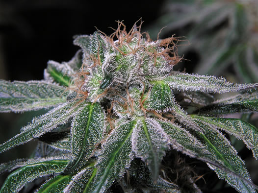 An image of Fn'Blue