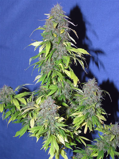 An image of Rx