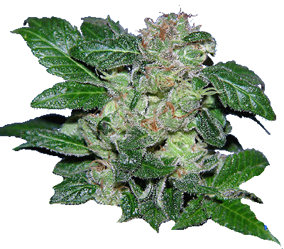 An image of Sweet