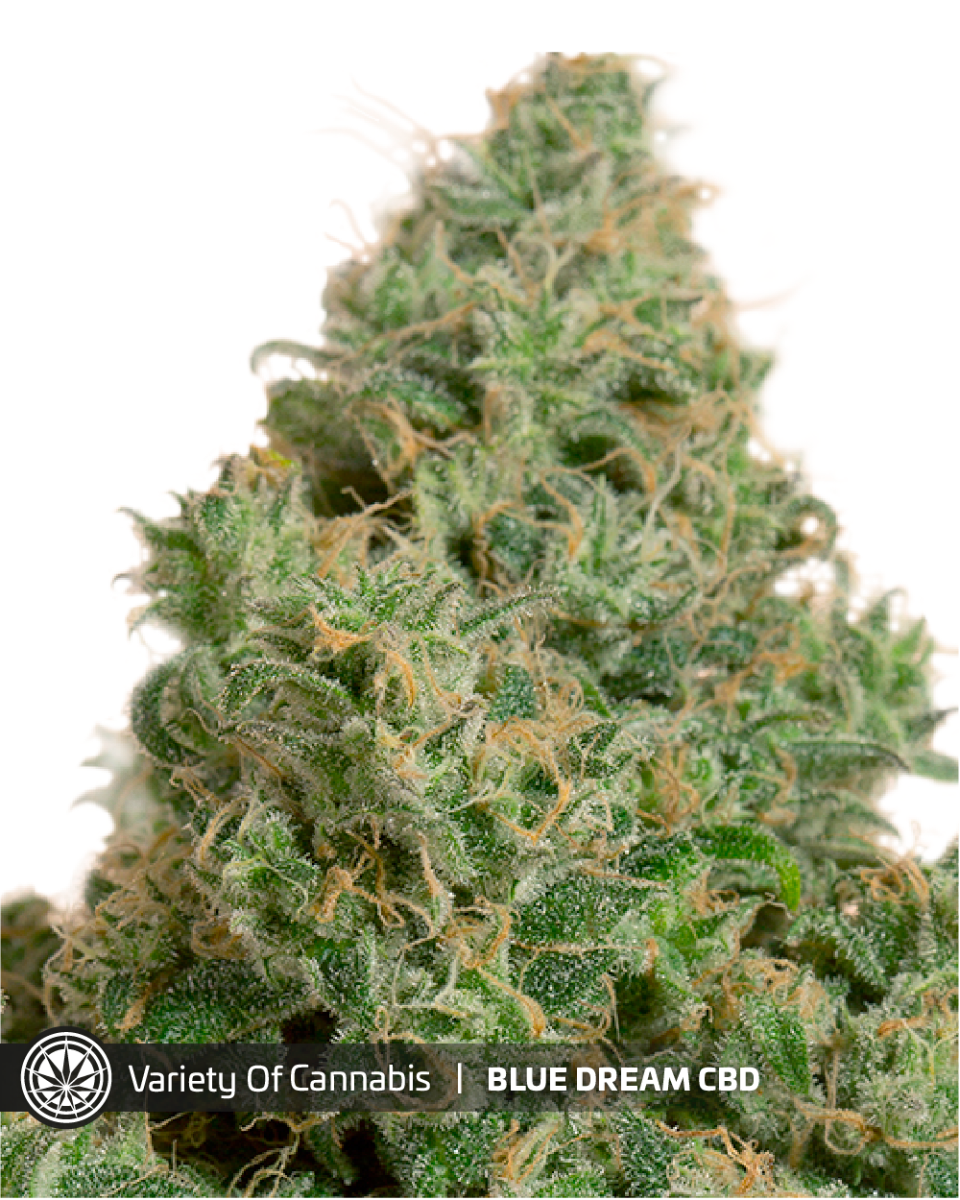 An image of Blue Dream CBD