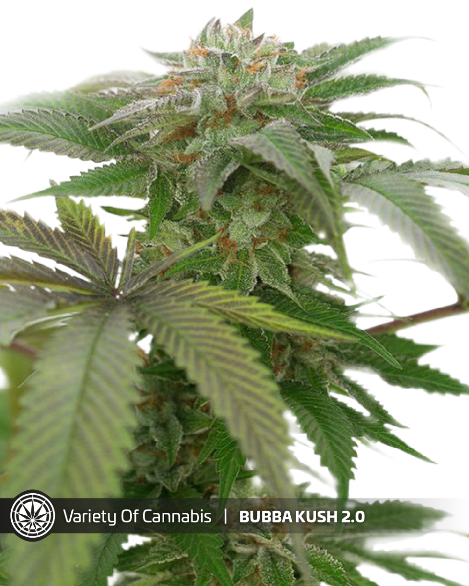 An image of Bubba Kush 2.0