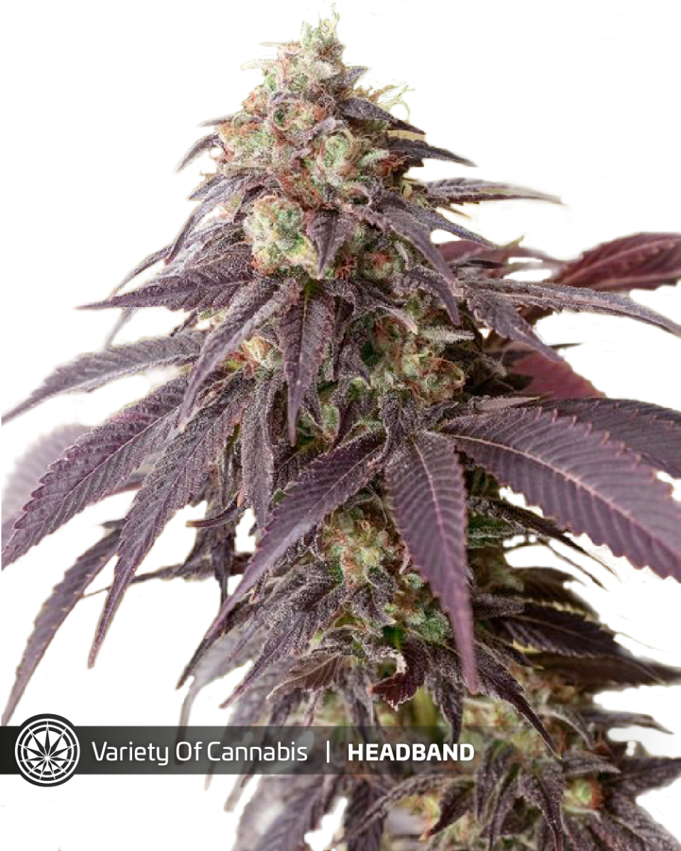 An image of Headband