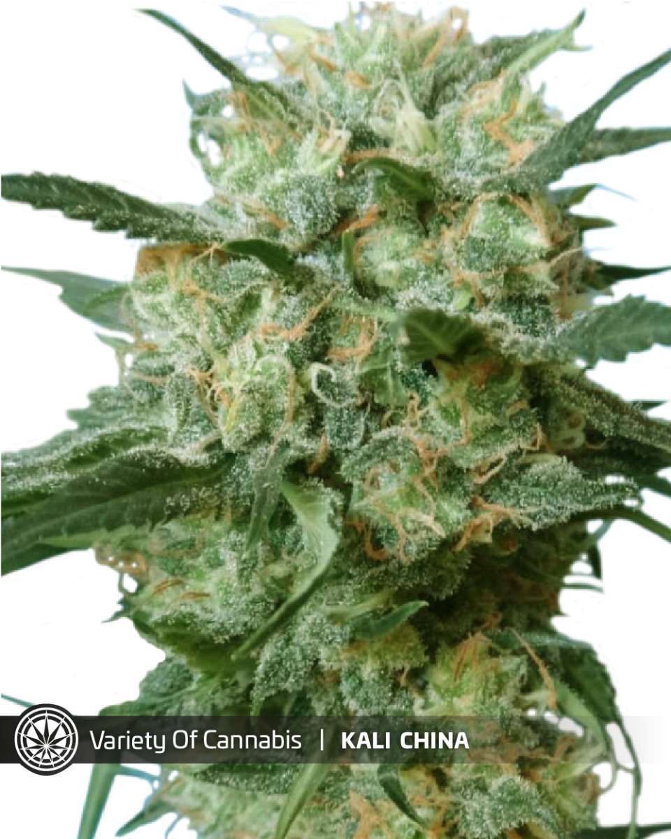 An image of Kali China