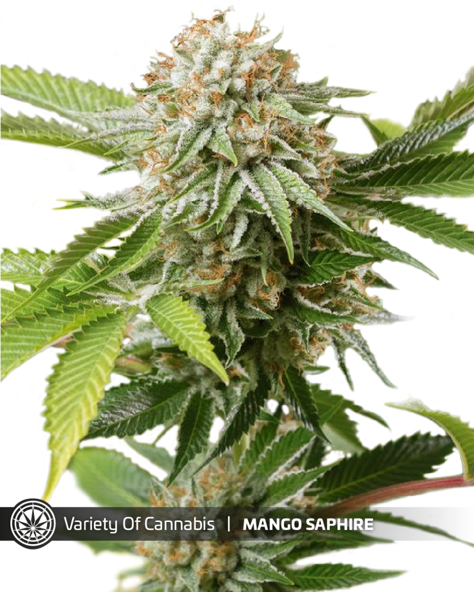 An image of Mango Saphire