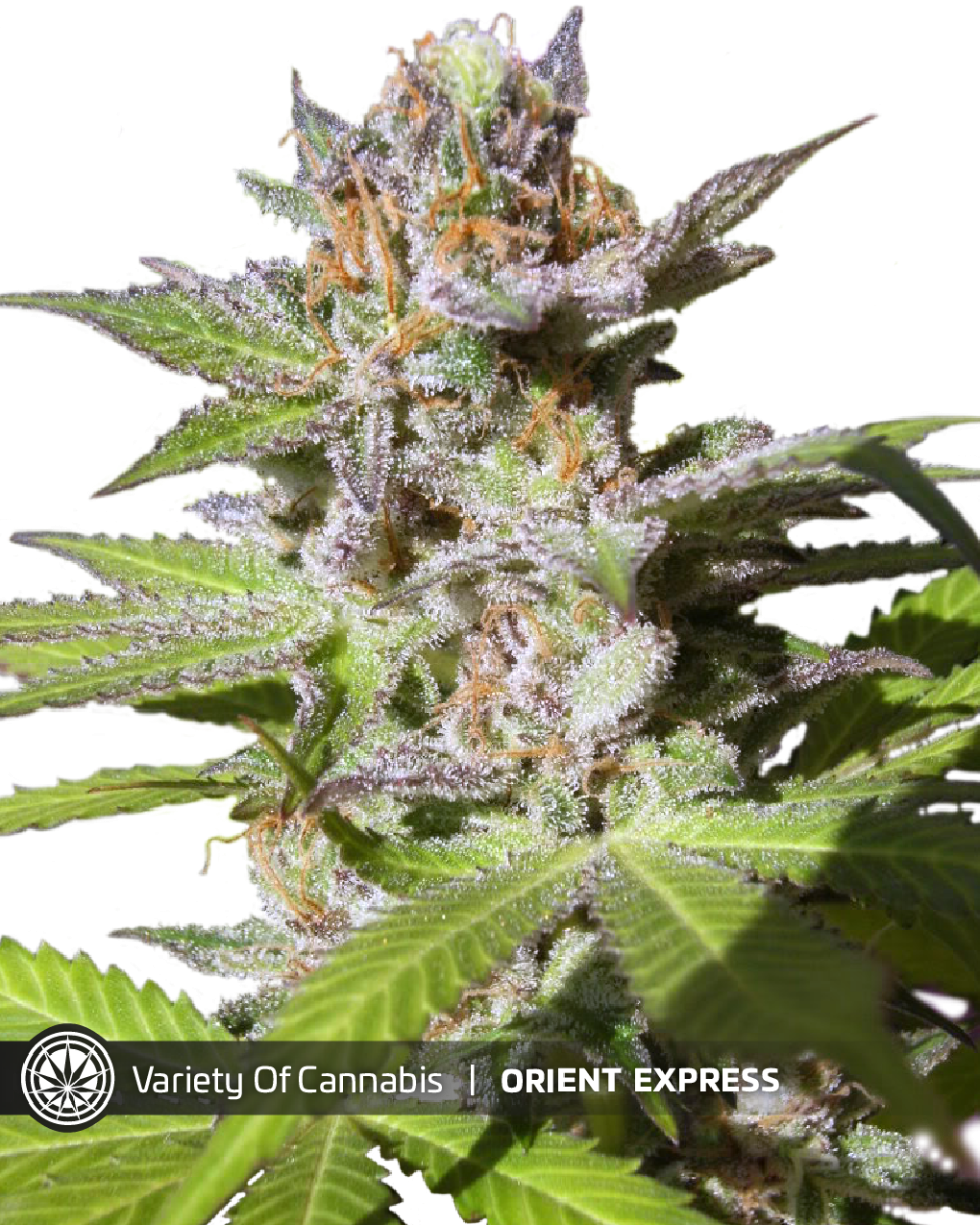 An image of Orient Express